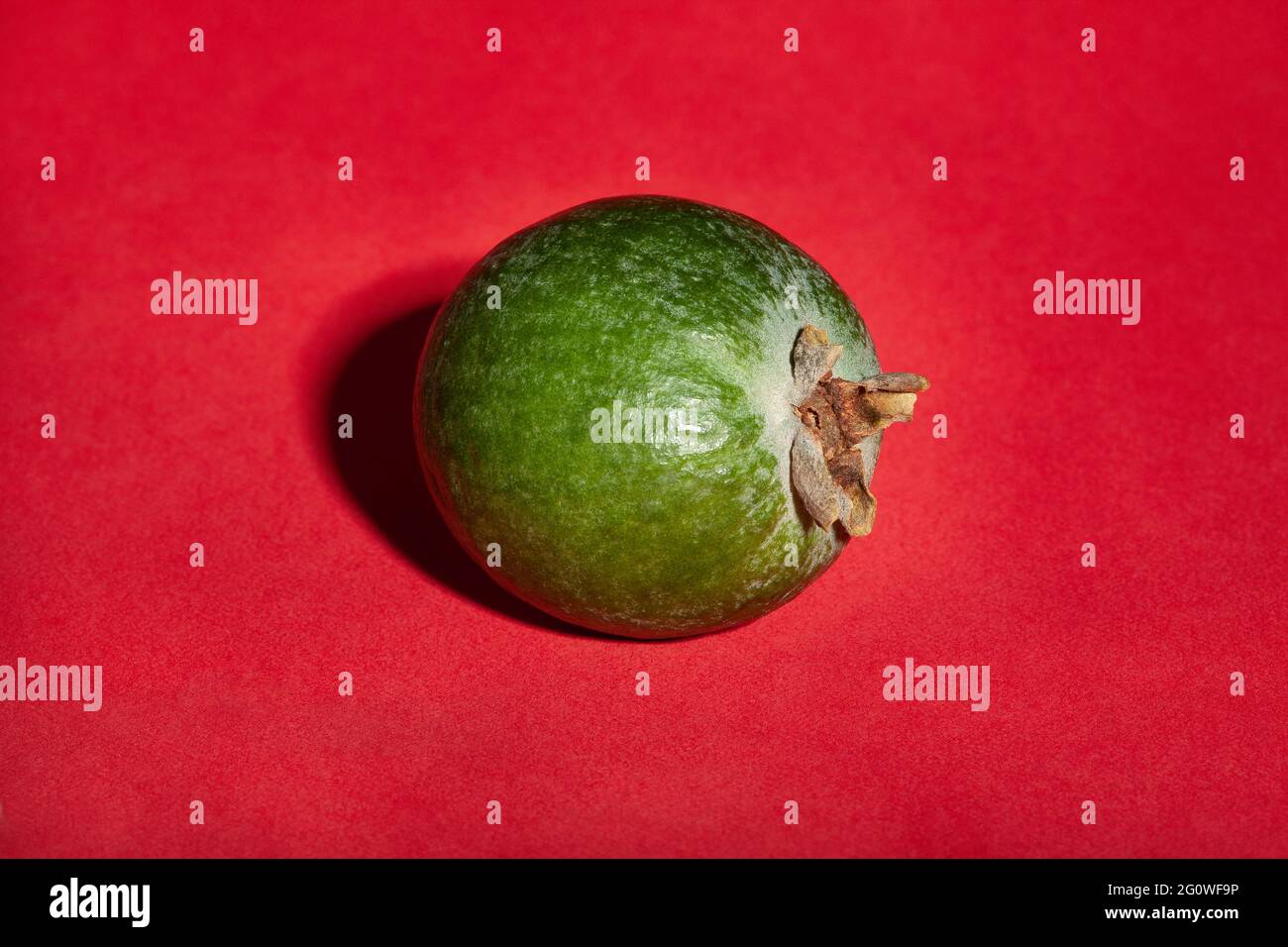 une seule feijoa sur fond rouge Banque D'Images