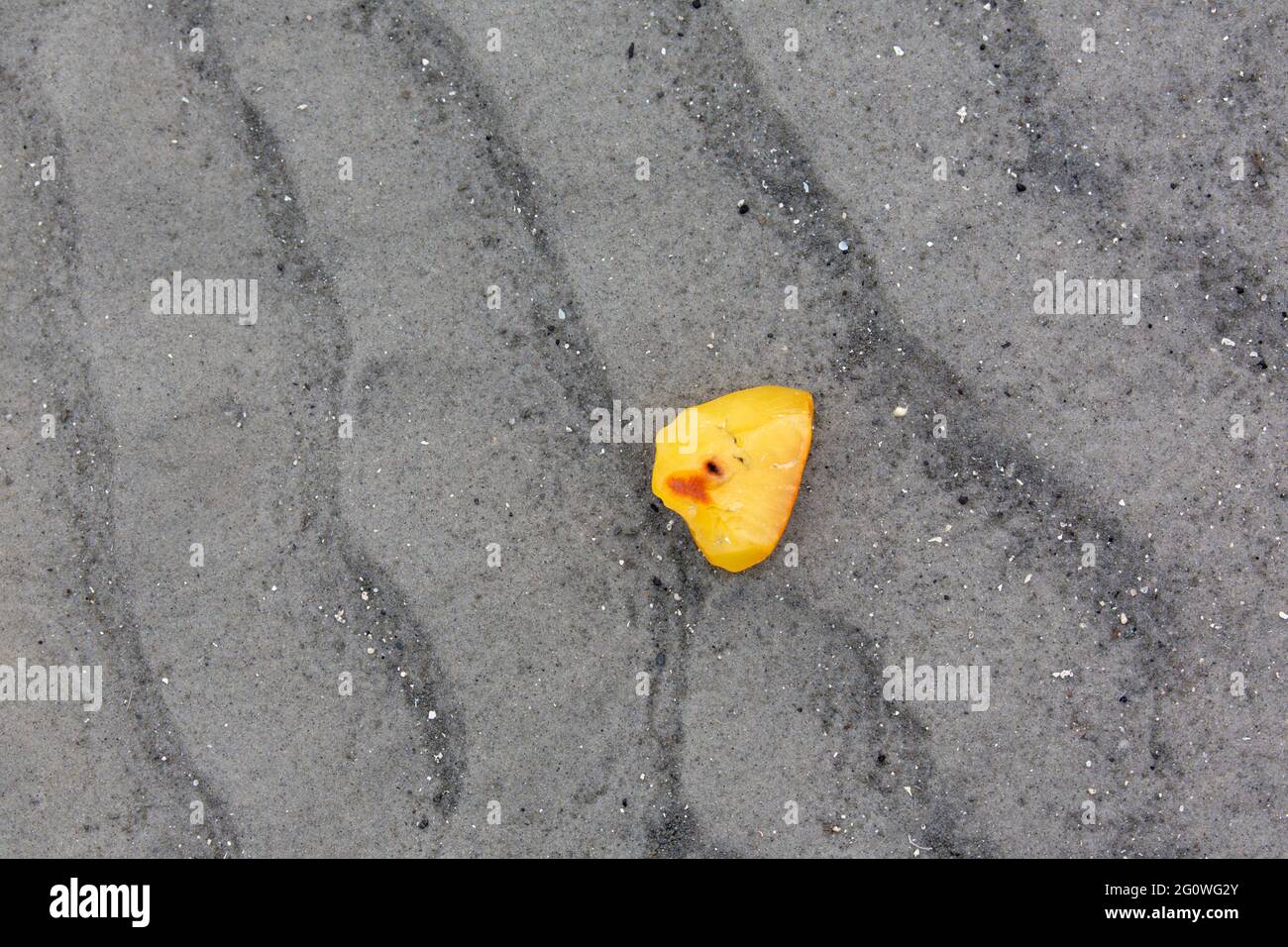 Nugget d'ambre, résine d'arbre fossilisée, blanchi à l'ashore sur la plage de sable de la mer des Wadden / Mer du Nord, Allemagne Banque D'Images