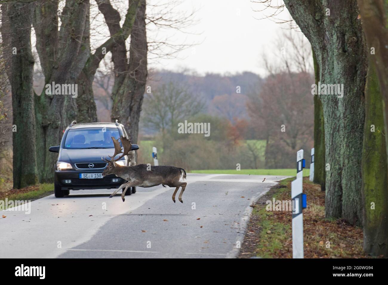 Fuyant le cerf-volant (Dama dama) en buck croisant la route devant la voiture pendant la rut en automne Banque D'Images