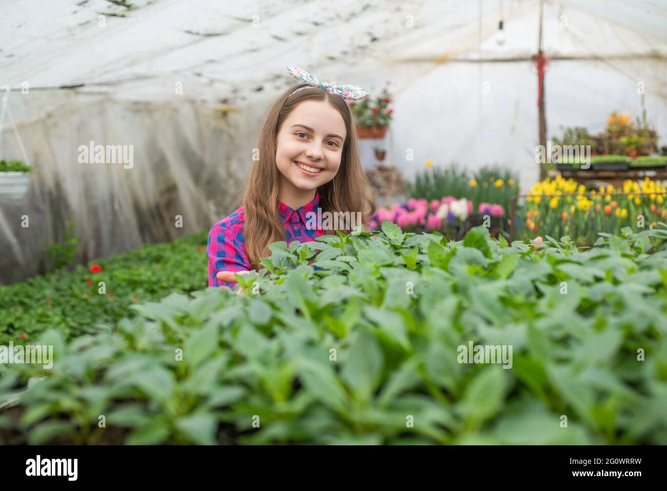 bonne adolescente fleuriste plante pot plantes en serre, jardinier Banque D'Images