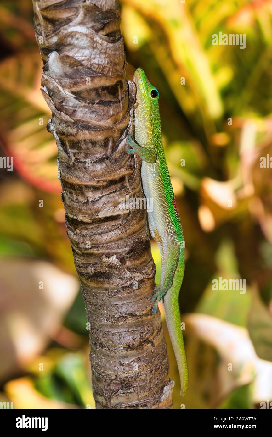 gecko de poussière d'or coloré sur un arbre à maui, Banque D'Images