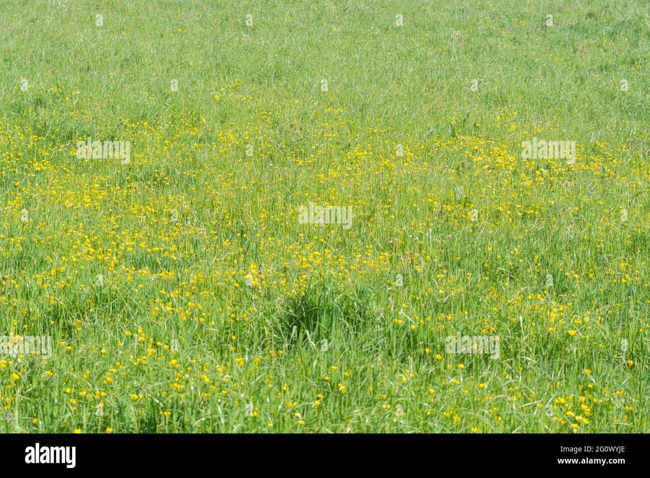 Masse de buttercup / Ranunculus rampant à fleurs jaunes repens dans les pâturages. Problème mauvaises herbes agricoles envahissantes. Une fois utilisé comme plante médicinale. Banque D'Images