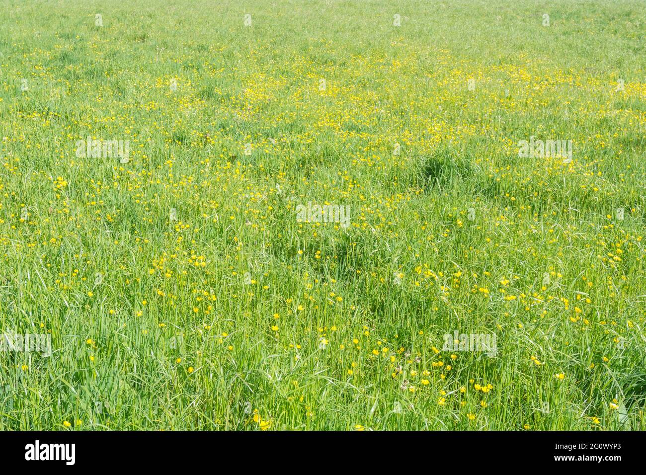 Masse de buttercup / Ranunculus rampant à fleurs jaunes repens dans les pâturages. Problème mauvaises herbes agricoles envahissantes. Une fois utilisé comme plante médicinale. Banque D'Images