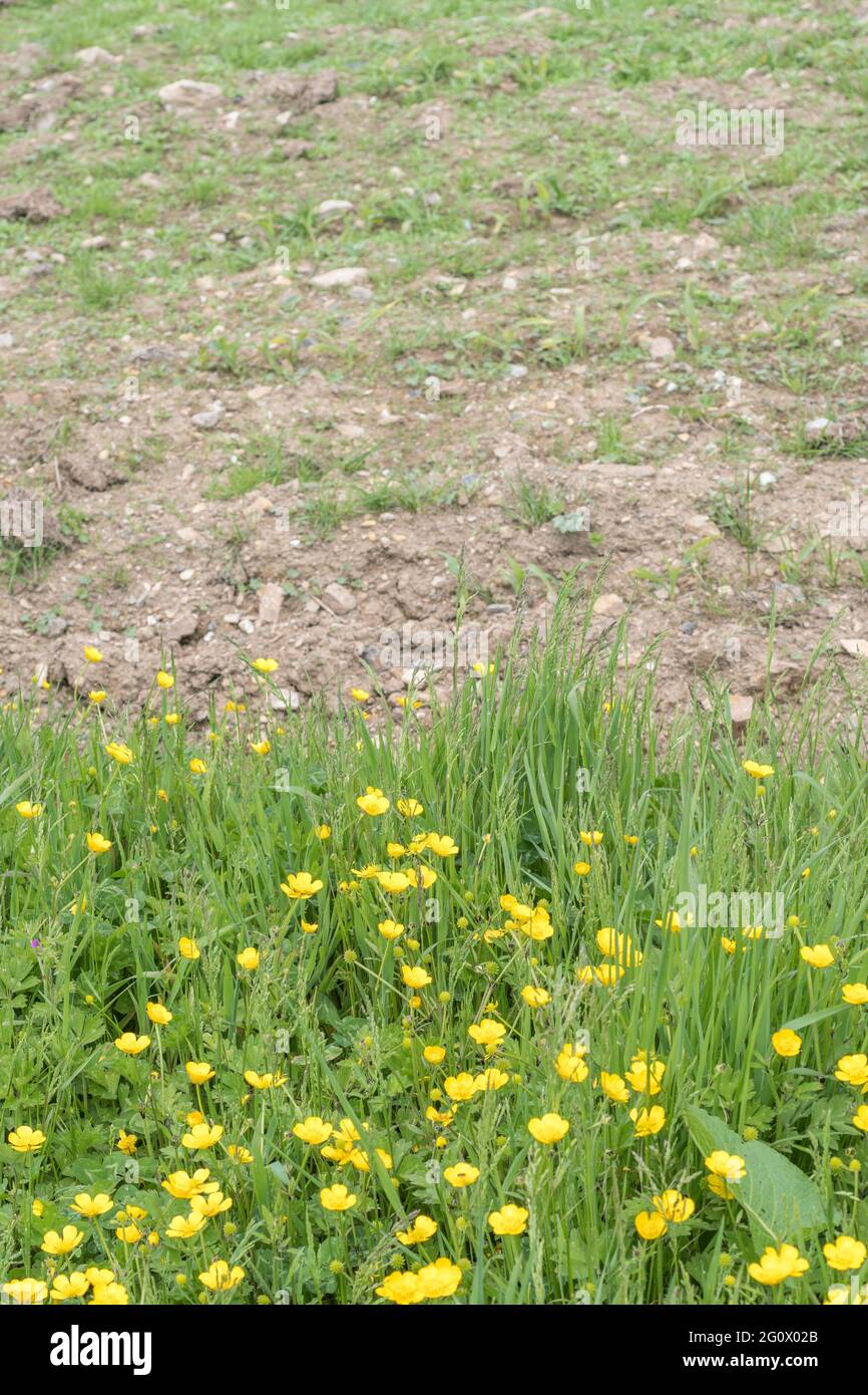 Masse de buttercup / Ranunculus rampant à fleurs jaunes repens au bord du champ. Problème mauvaises herbes agricoles envahissantes. Une fois utilisé comme plante médicinale. Banque D'Images