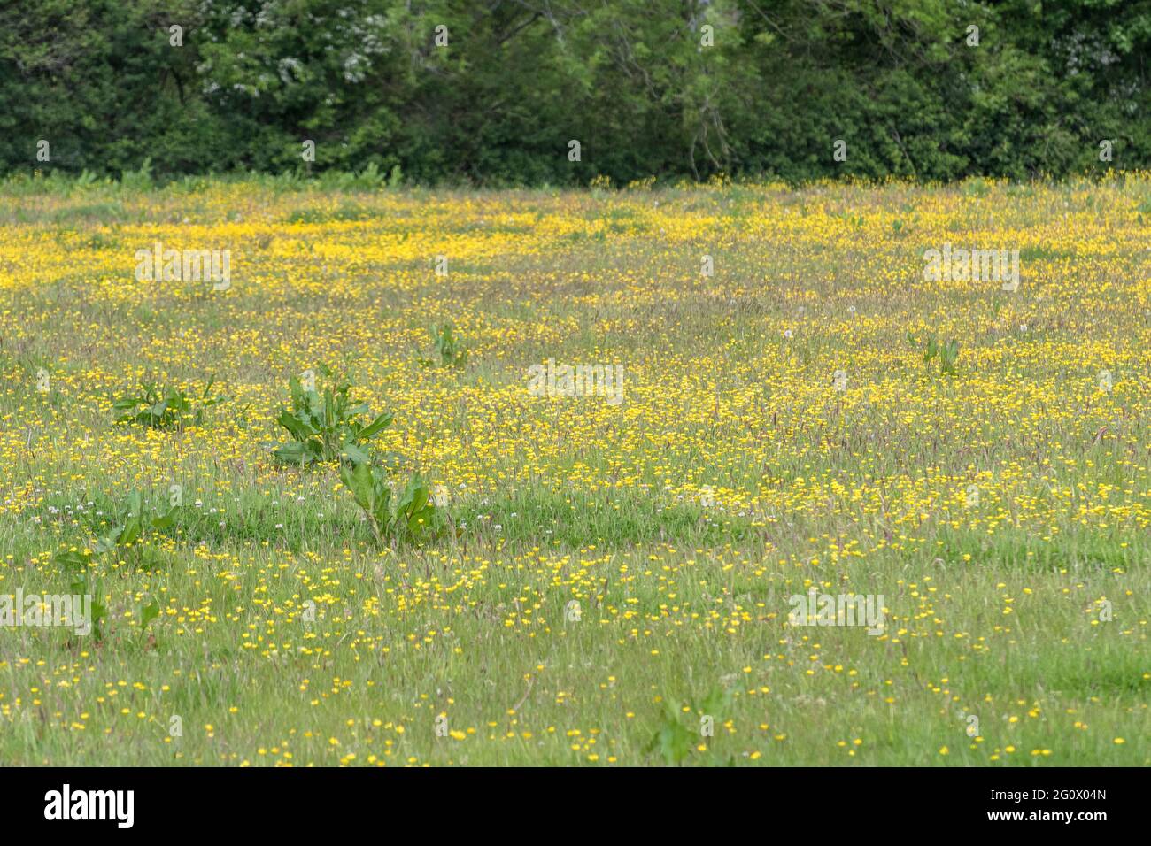 Masse de buttercup / Ranunculus rampant à fleurs jaunes repens dans les pâturages. Problème mauvaises herbes agricoles envahissantes. Une fois utilisé comme plante médicinale. Banque D'Images