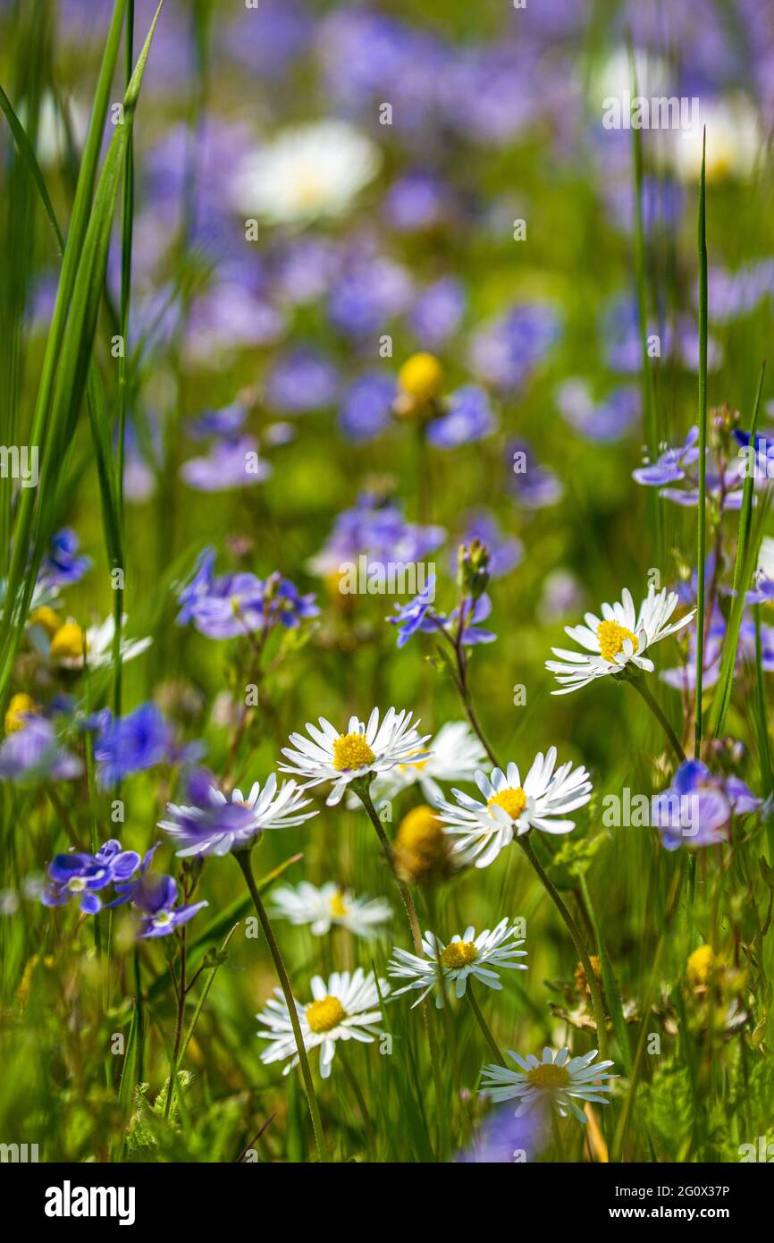 pelouse de fleurs sauvages Banque D'Images pelouse de fleurs sauvages Banque D'Images