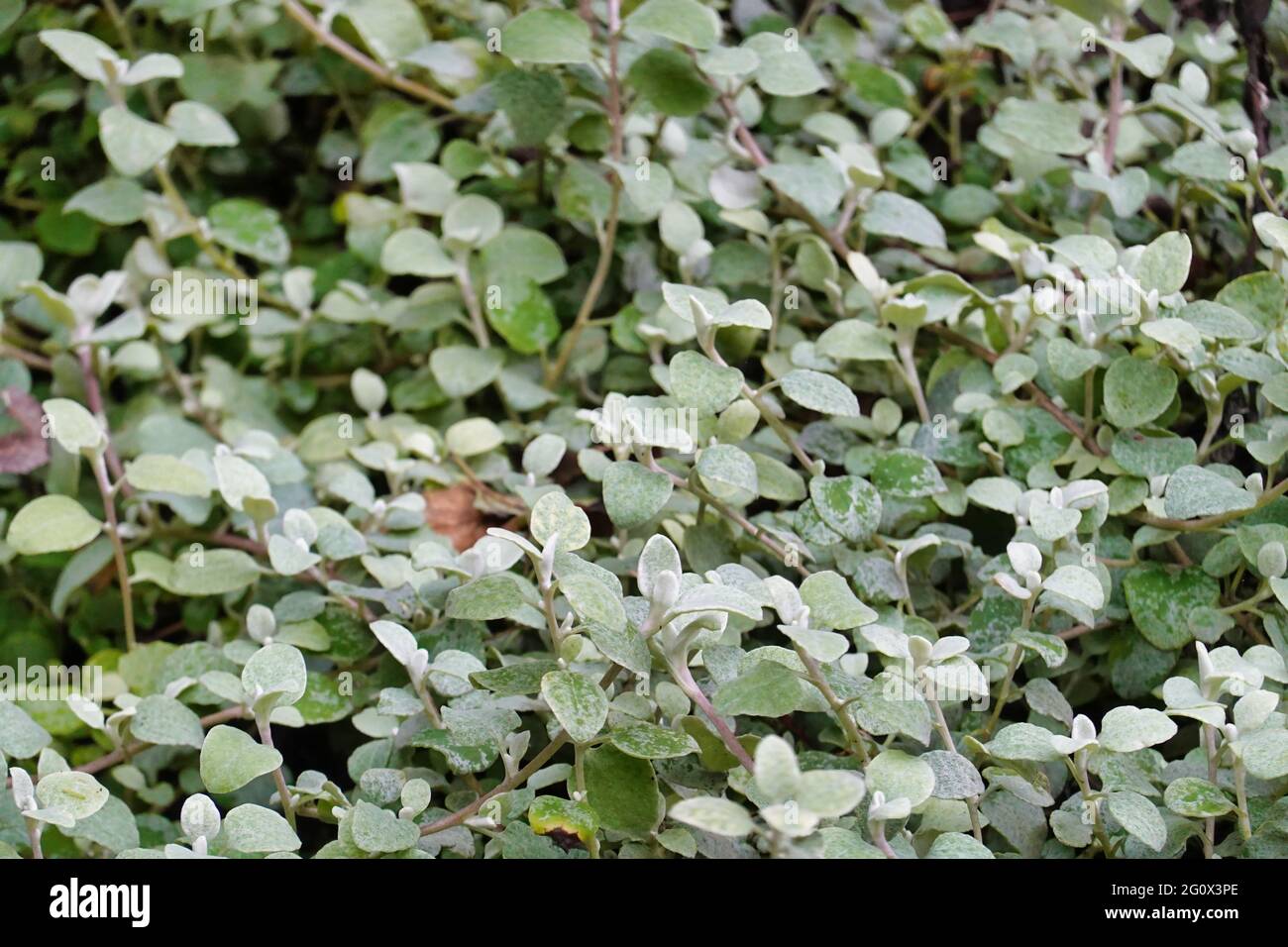 Arrière-plan horizontal de petites feuilles ovales vert pâle Banque D'Images