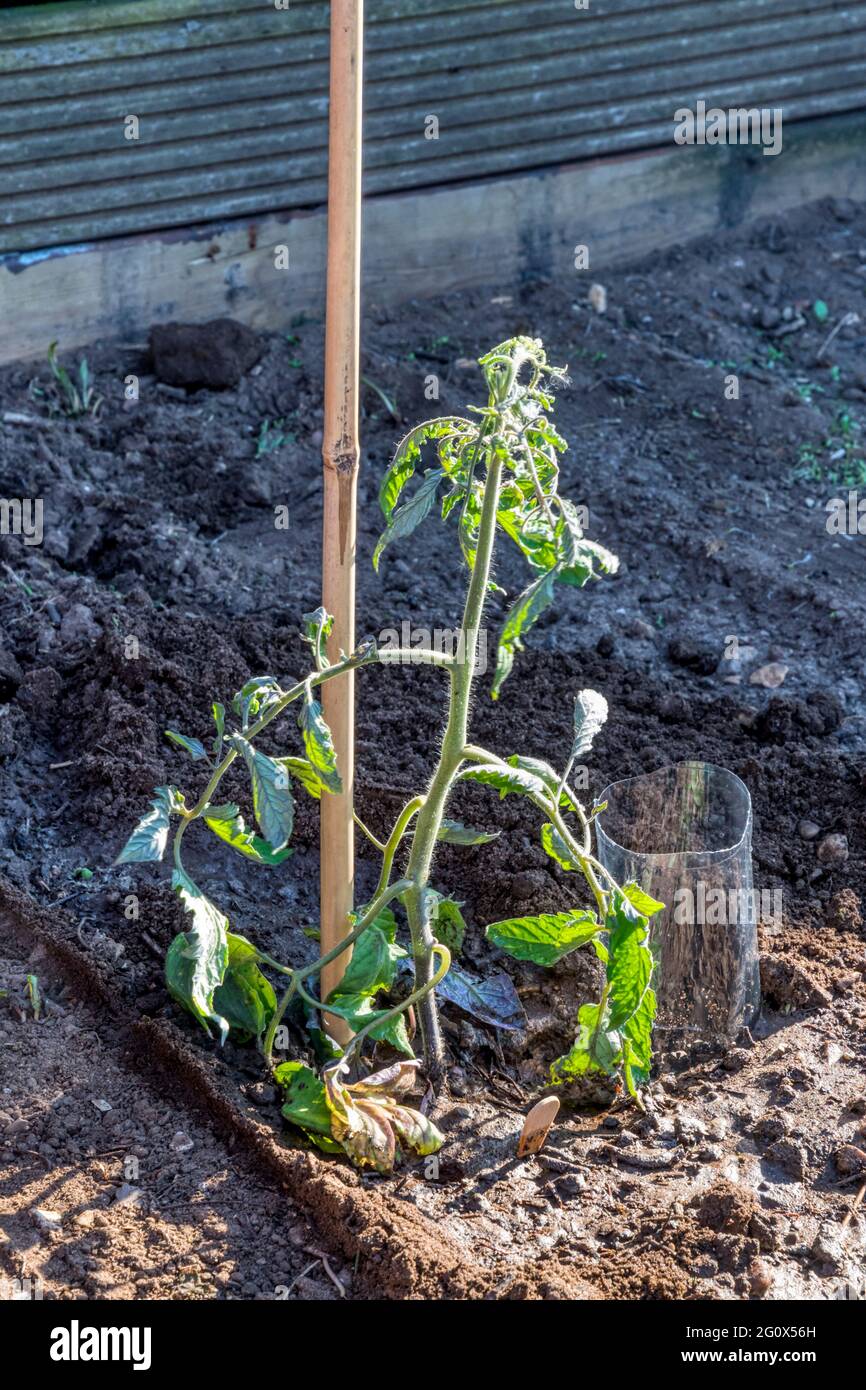 Bouteille en plastique couchée à côté des plants de tomate nouvellement plantés, pour permettre l'arrosage directement autour des racines. Banque D'Images