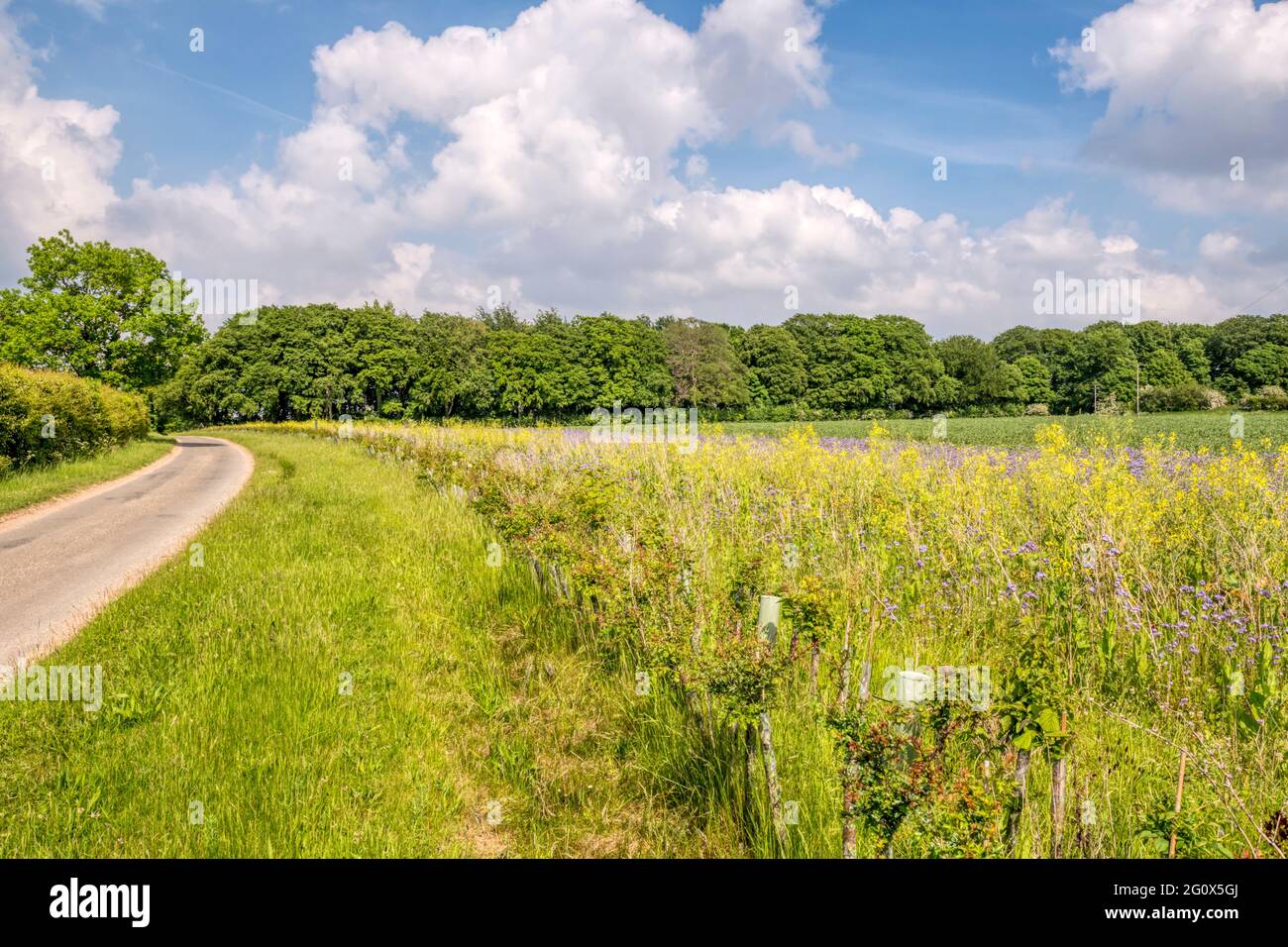 Larges marges de champ avec des fleurs sauvages à côté de terres agricoles sur le domaine de Sandringham à Norfolk. Banque D'Images