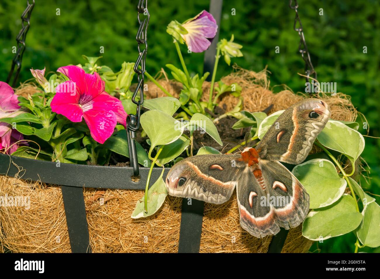 Cecropia moth Banque de photographies et d’images à haute résolution ...