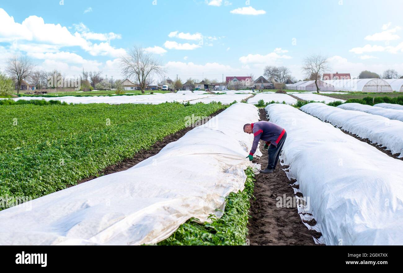 Un agriculteur couvre une plantation de pommes de terre avec de l'agrofibre avant une nuit froide. Ouverture de jeunes plants de pommes de terre comme il se réchauffe. Agro-industrie. Durcissement de la plante Banque D'Images