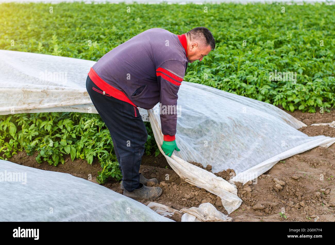 Un agriculteur retire la couverture agricole protectrice d'une plantation  de pommes de terre. Ouverture de jeunes pommes de terre. Durcissement des  plantes à la fin du printemps. Agroindus Photo Stock - Alamy