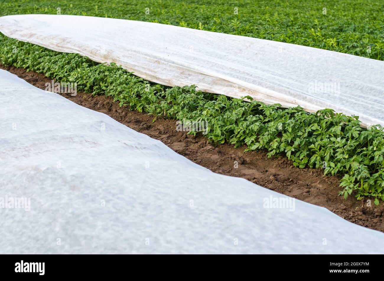 Plantation de pommes de terre couverte de fibre agricole. Ouverture des jeunes pommes de terre lorsqu'elles se réchauffent. Effet de serre pour les soins et la protection. Durcissement des plantes i Banque D'Images