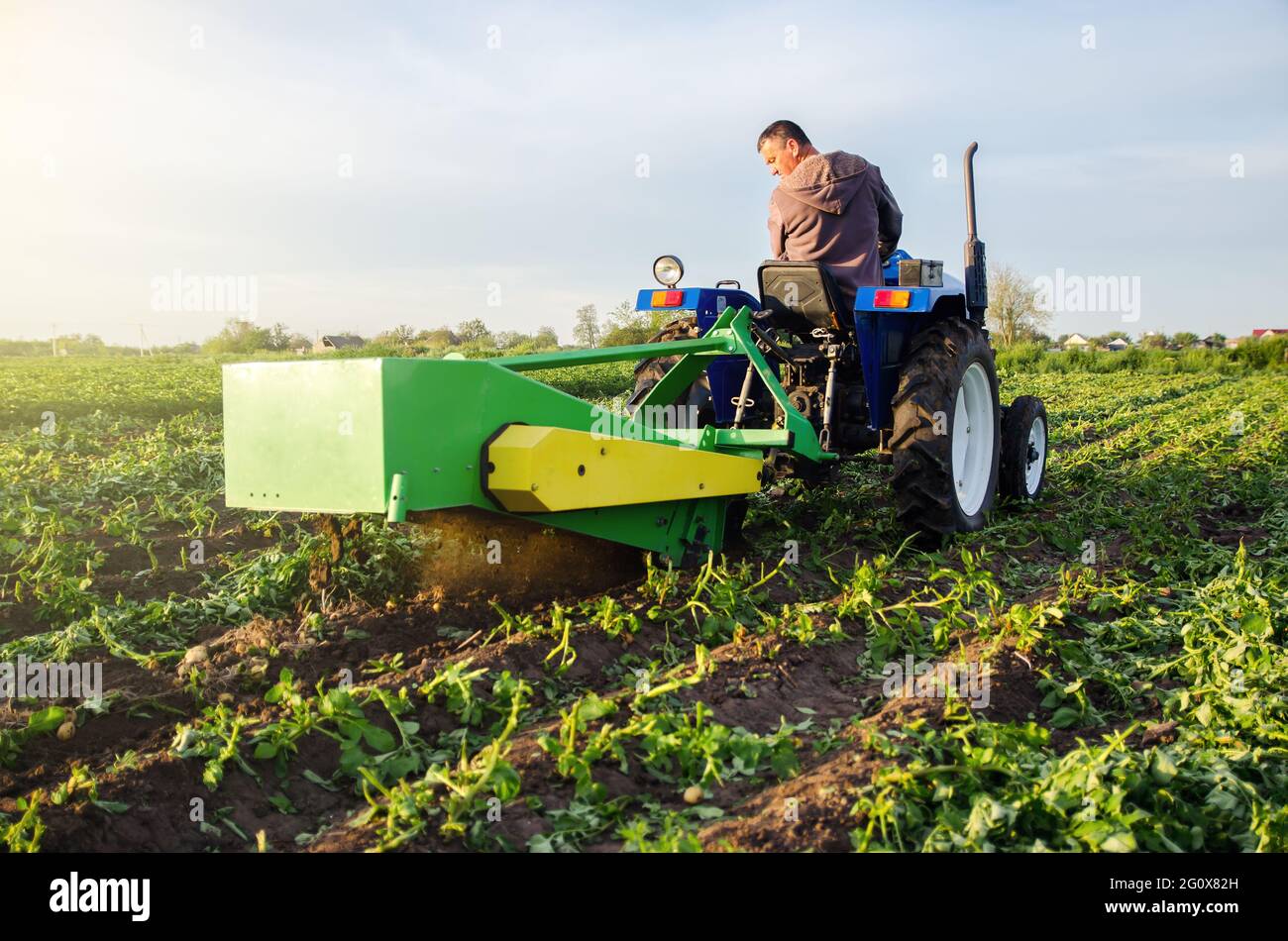 Un fermier creuse une récolte de pommes de terre avec un creuseur. Récoltez les premières pommes de terre au début du printemps. Agriculture et terres agricoles. La mécanisation de la récolte dans le développement Banque D'Images