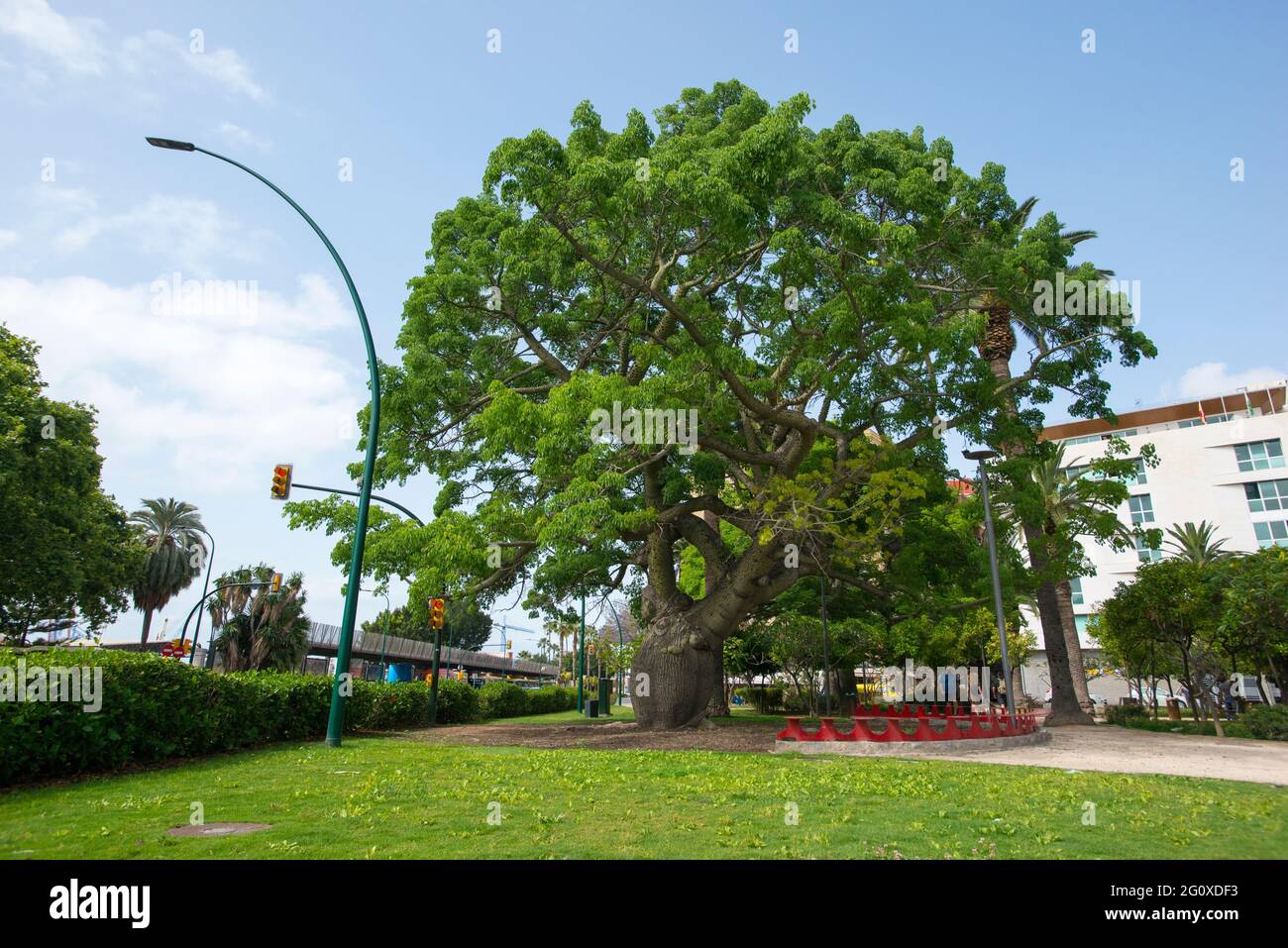 Ceiba chodatii dans le centre de Malaga Banque D'Images