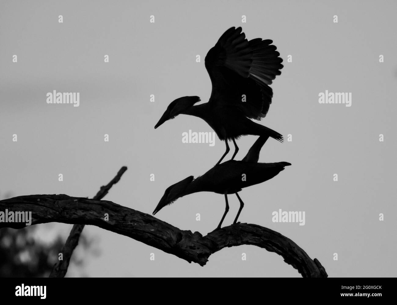 Porc à tête de marteau, (Scopus umbretta), oiseau de passage à gué africain, Parc national Kruger, Afrique du Sud. Banque D'Images