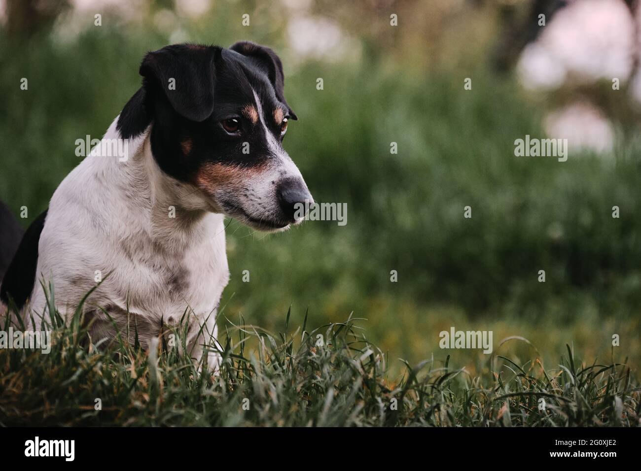 Le chien s'assoit sur l'herbe verte et regarde avec soin devant lui. Chien  de chasse anglais de taille différente. Jack Russell Terrier blanc et noir  aux cheveux lisses à l'entrée Photo Stock -