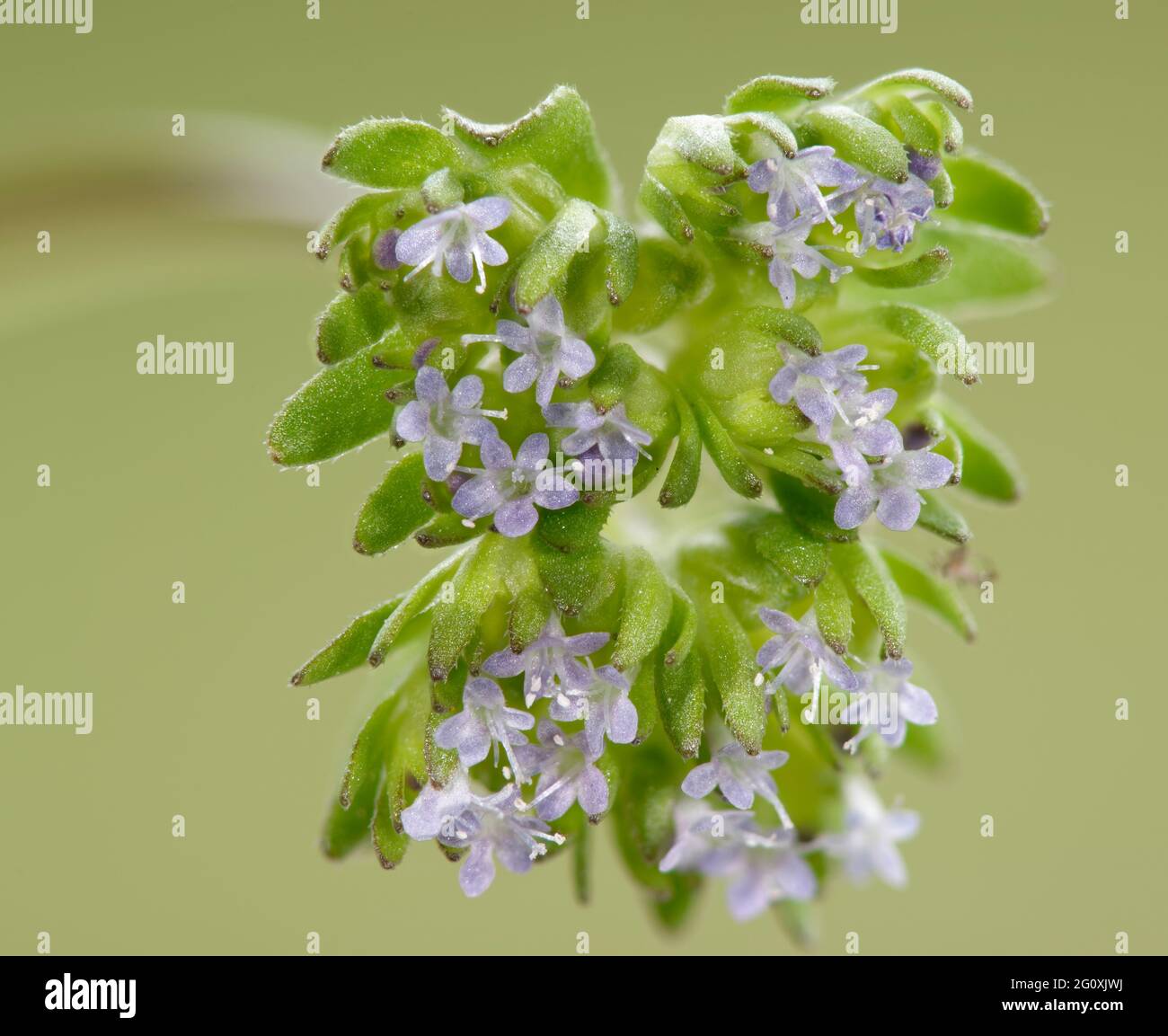 Salade de maïs commune ou laitue d'agneau - Valerianella locusta, une herbe de jardin commune Banque D'Images