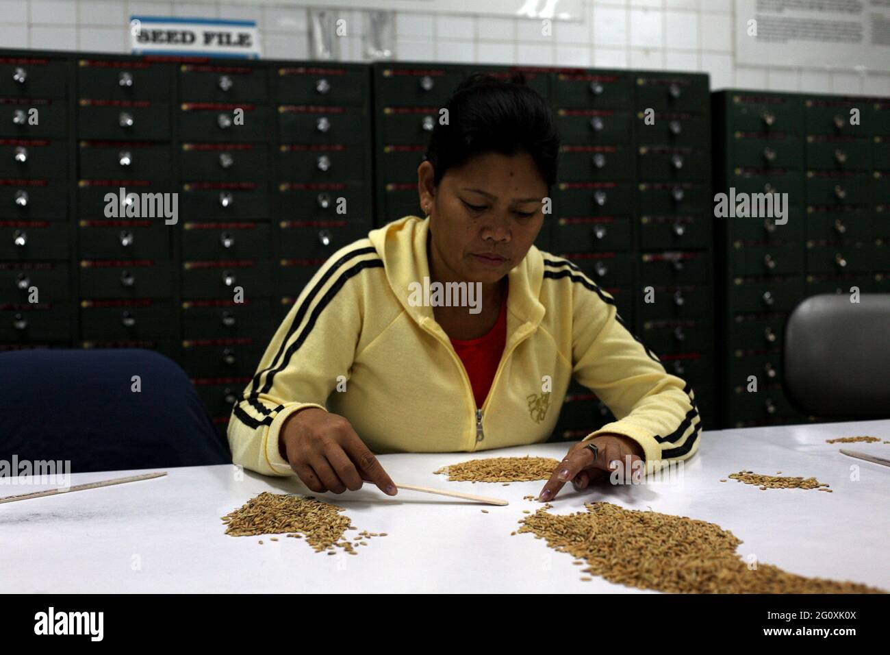 Institut international de recherche sur le riz (IRRI) à Los Baños, Philippines. Banque D'Images