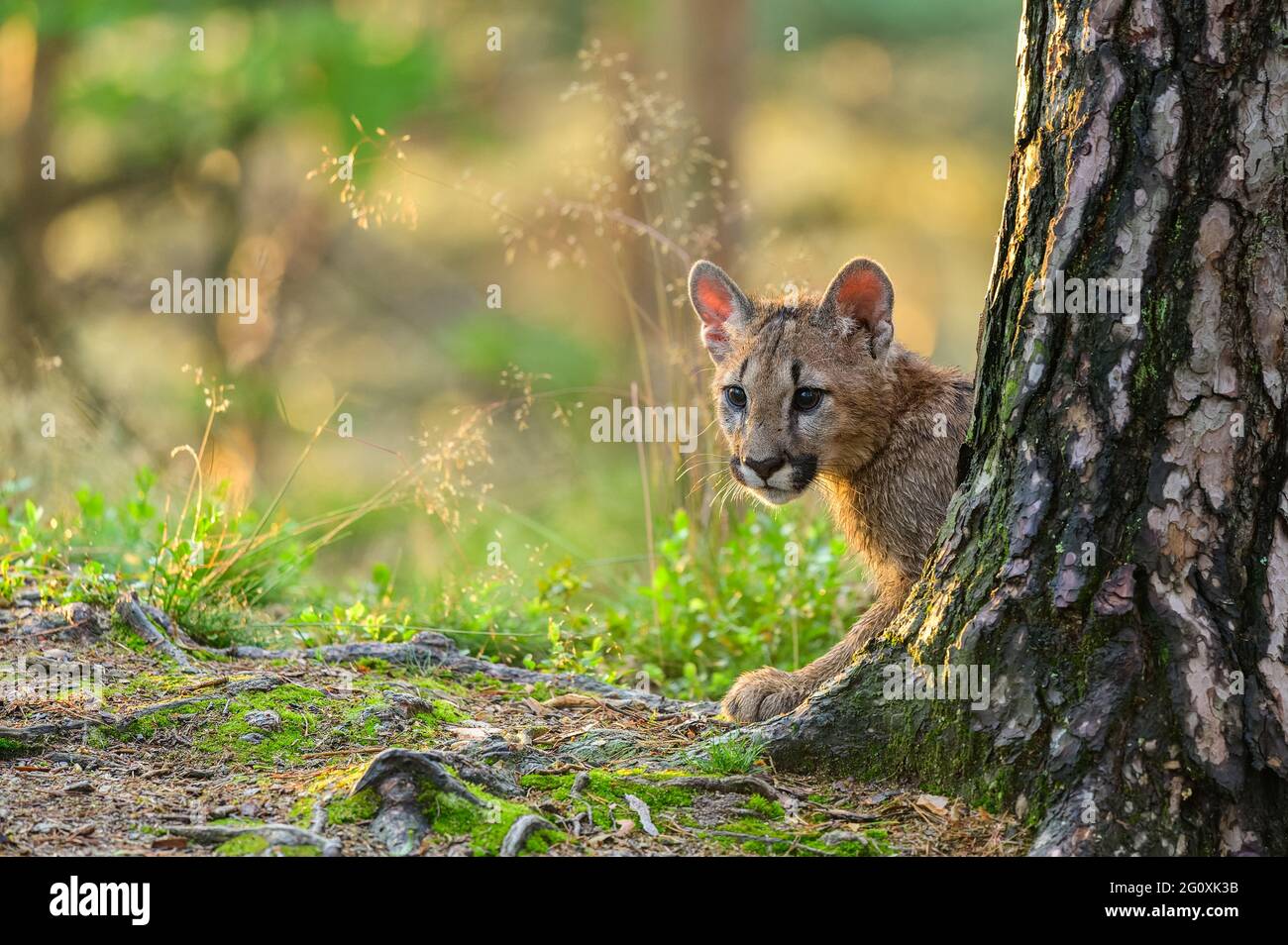 Le couguar (Puma concolor) dans la forêt au lever du soleil. Jeune bête  carnivore dangereuse Photo Stock - Alamy