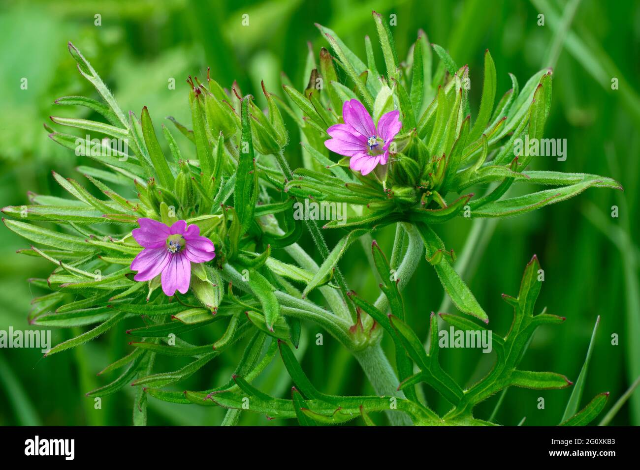 Crane's-Bill à feuilles coupées - Geranium dissectum, deux fleurs, bourgeons et feuilles Banque D'Images