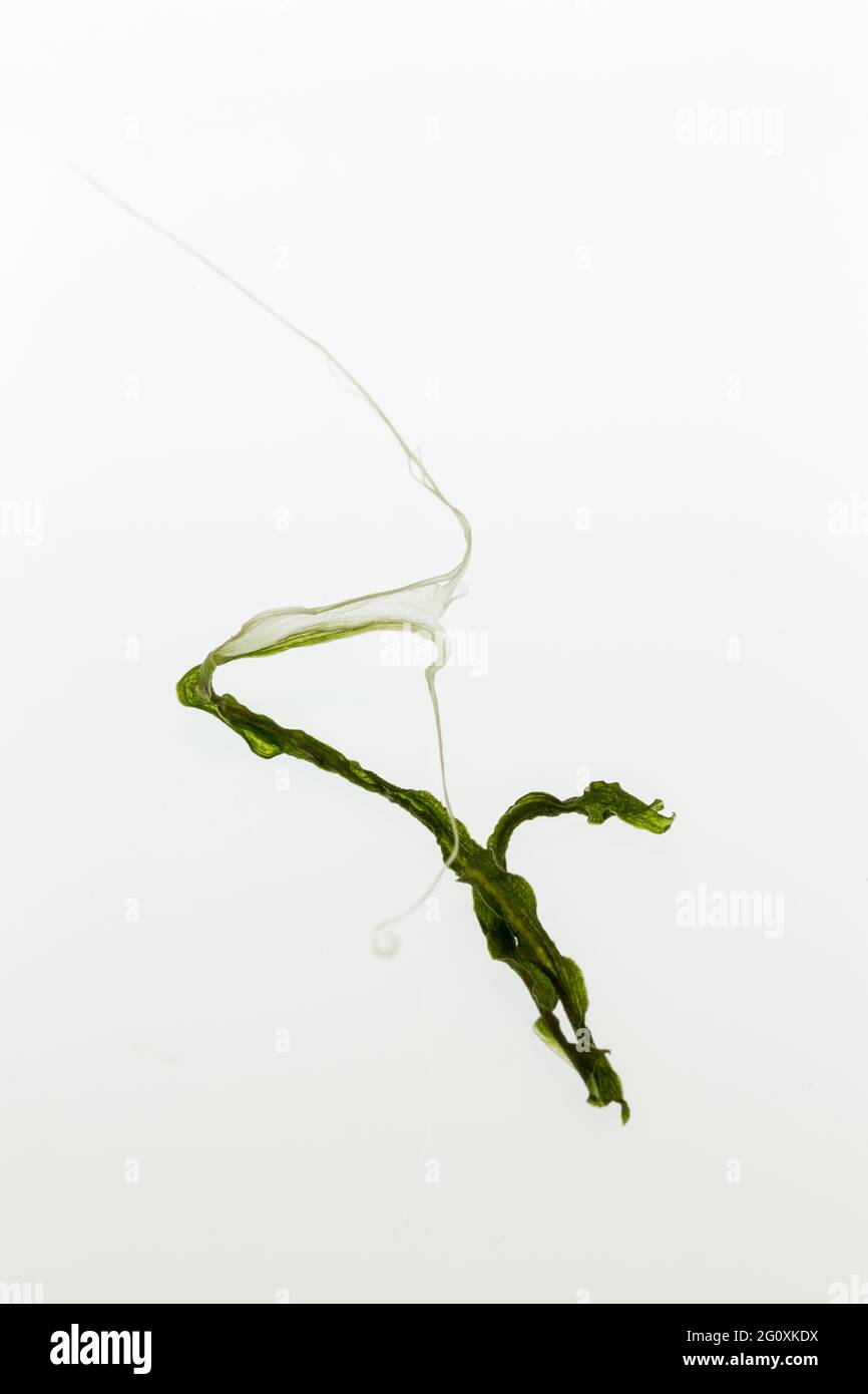 Une partie sèche d'une feuille danse avec élégance. Banque D'Images