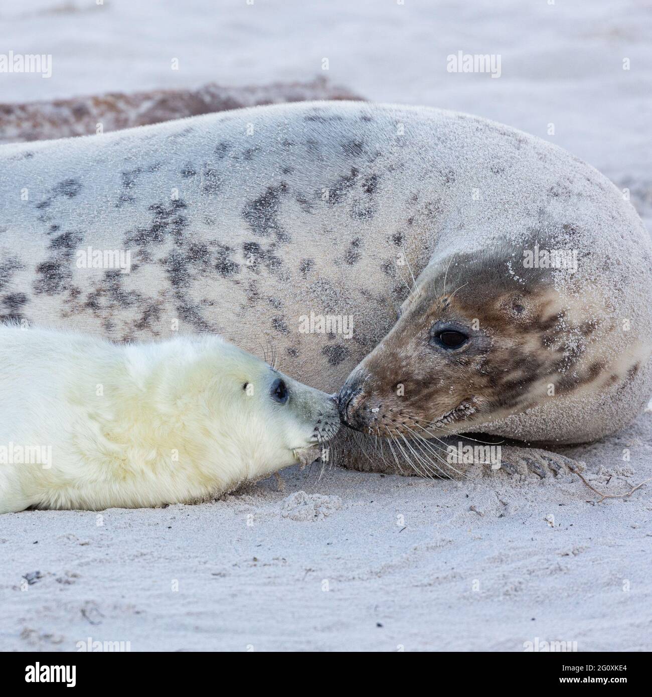 Un phoque gris de mère et son cub frappent leur nez ensemble. Banque D'Images