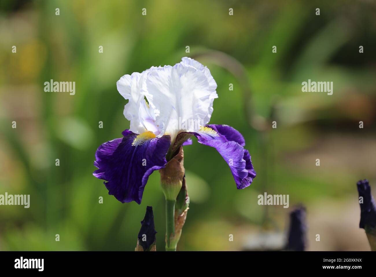 Gros plan d'un iris de la baie Tillamook violet et blanc qui fleuit au printemps Banque D'Images