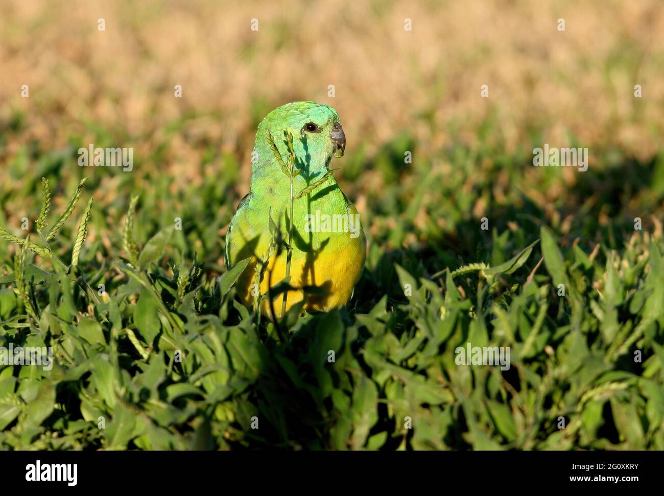 Perroquet à rumeur rouge (Pseuphotus haematonotus haematonotus) adulte mâle se nourrissant de graines d'herbe sur le sol sud-est du Queensland, Australie Déem Banque D'Images