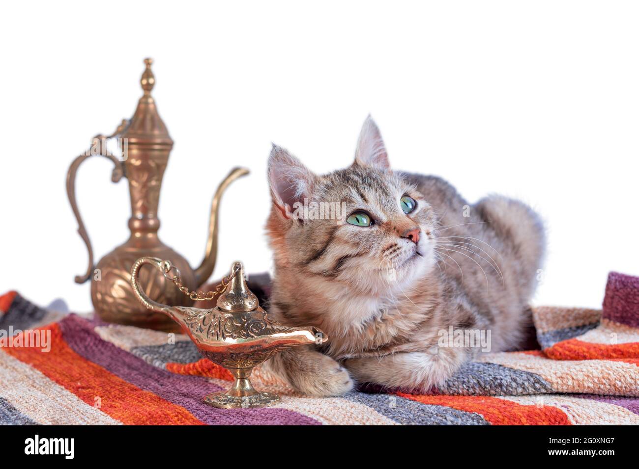 tabby chat avec tapis oriental et lampe en laiton et théière sur fond blanc Banque D'Images