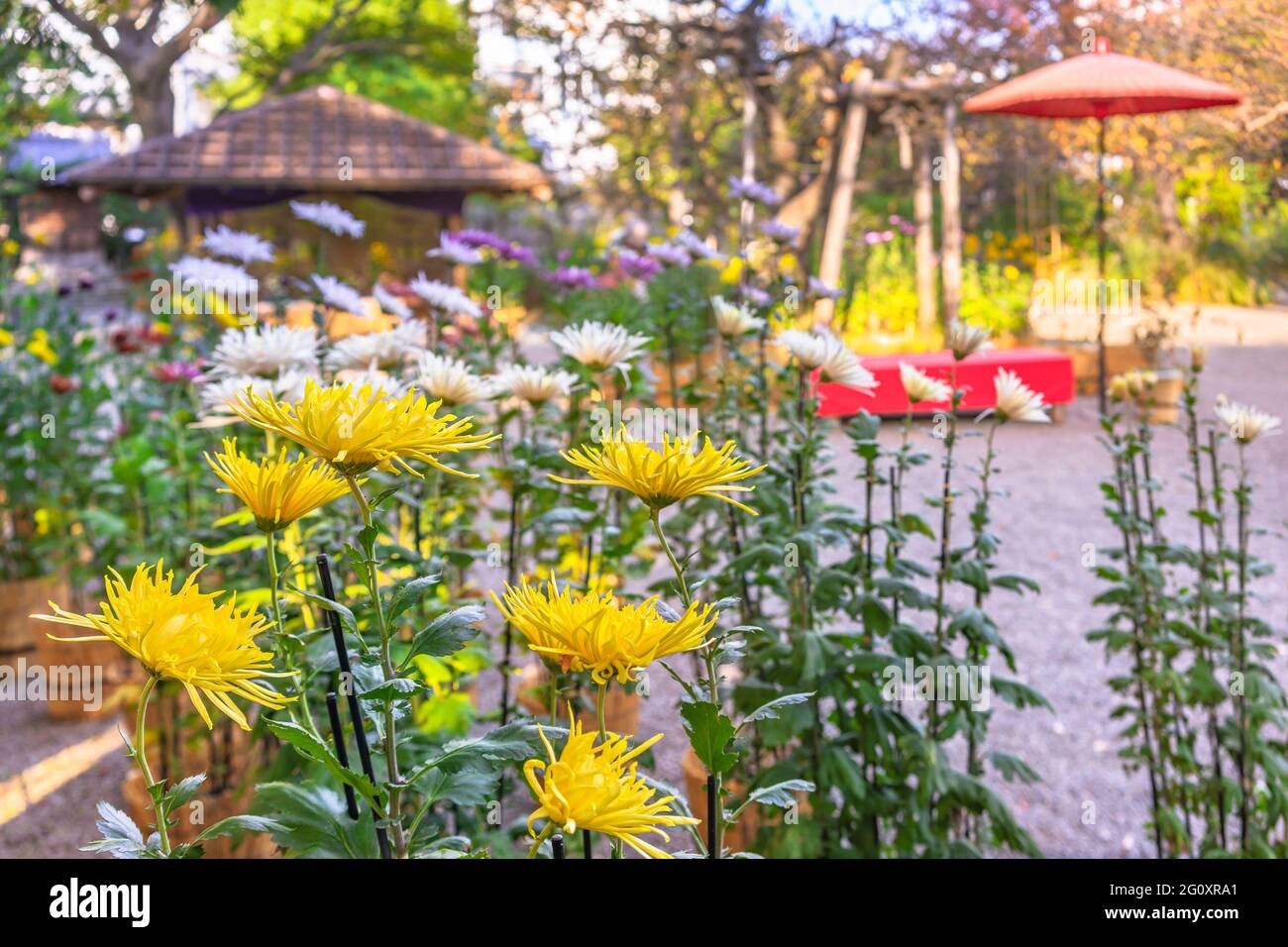 tokyo, japon - novembre 13 2020 : fleurs de Chrysanthemum morifolium japonais dans les jardins Mukojima-Hyakkaen de higashi-mukojima avec une aire de repos ornne Banque D'Images