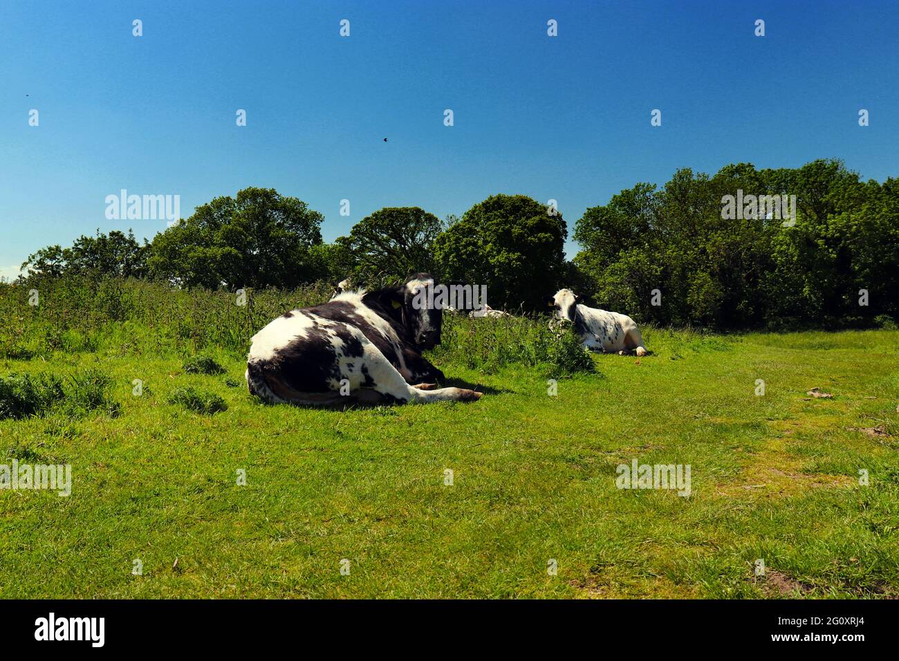 vaches reposant sur un pré Banque D'Images