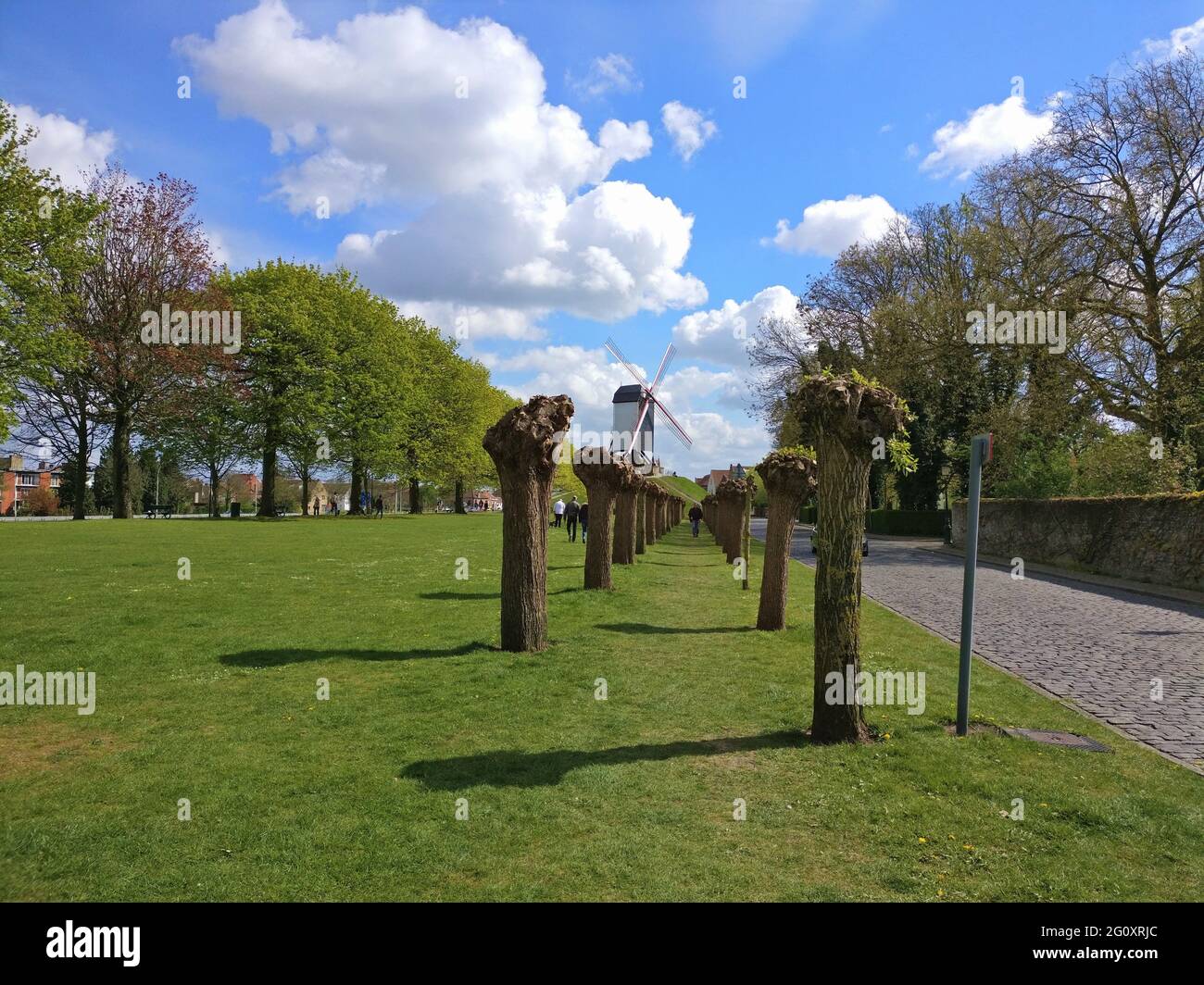 Arbres en rangée à Brugges, Belgique au printemps, par très belle journée Banque D'Images