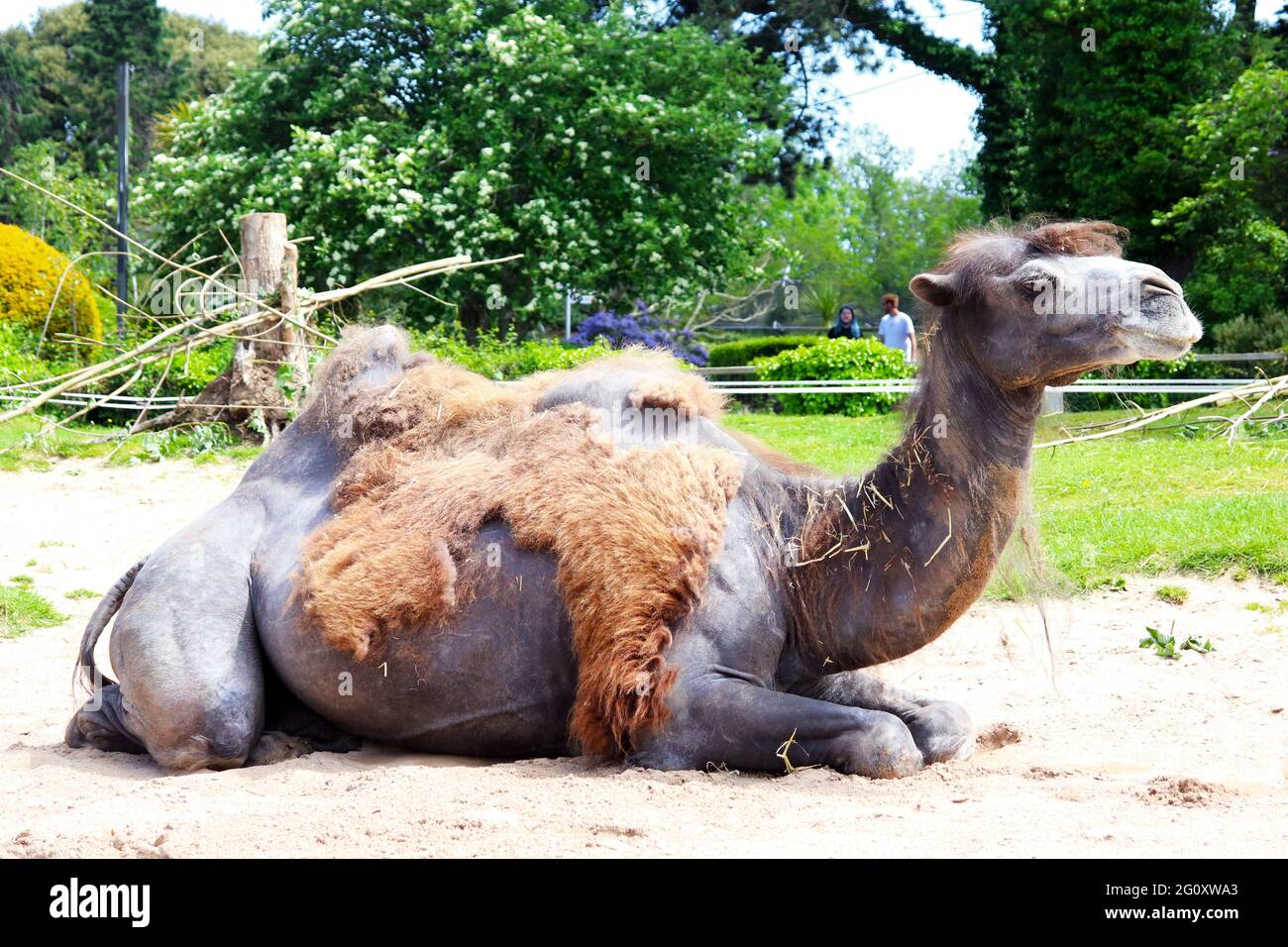 Chameau dans le zoo Banque D'Images