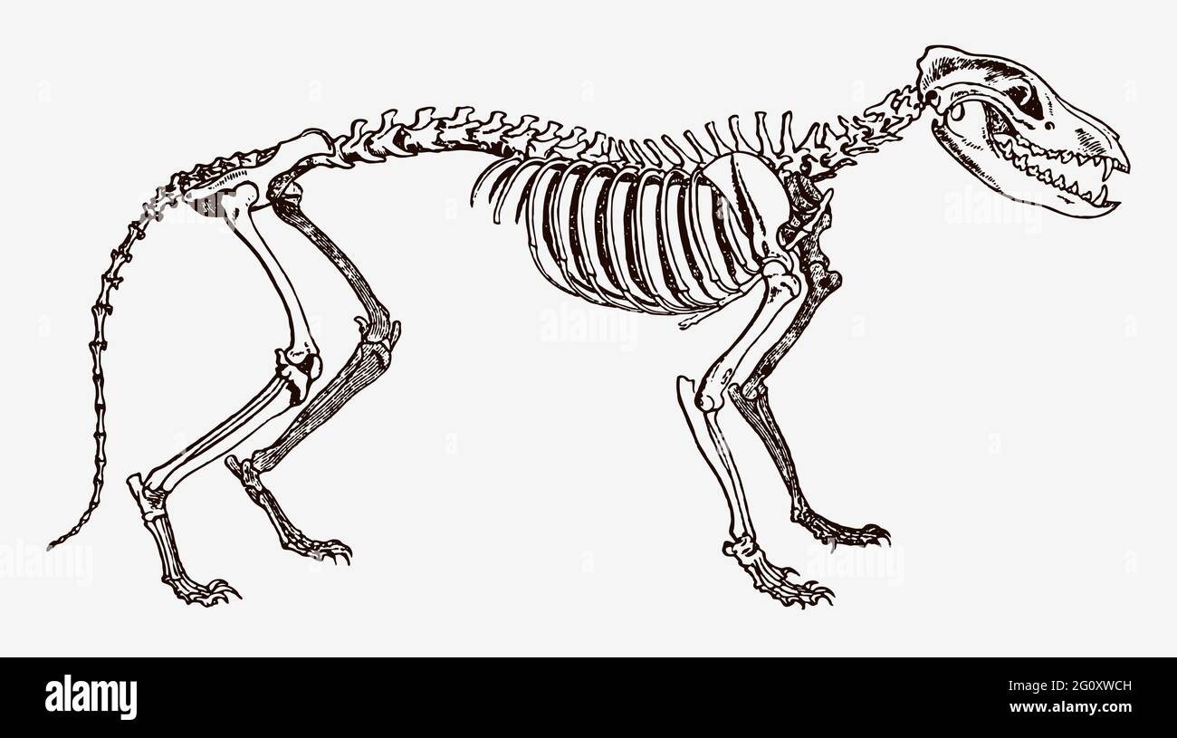 Disparition du loup tasmanien thylacinus cynocephalus squelette en profil, après une gravure antique du XIXe siècle Illustration de Vecteur