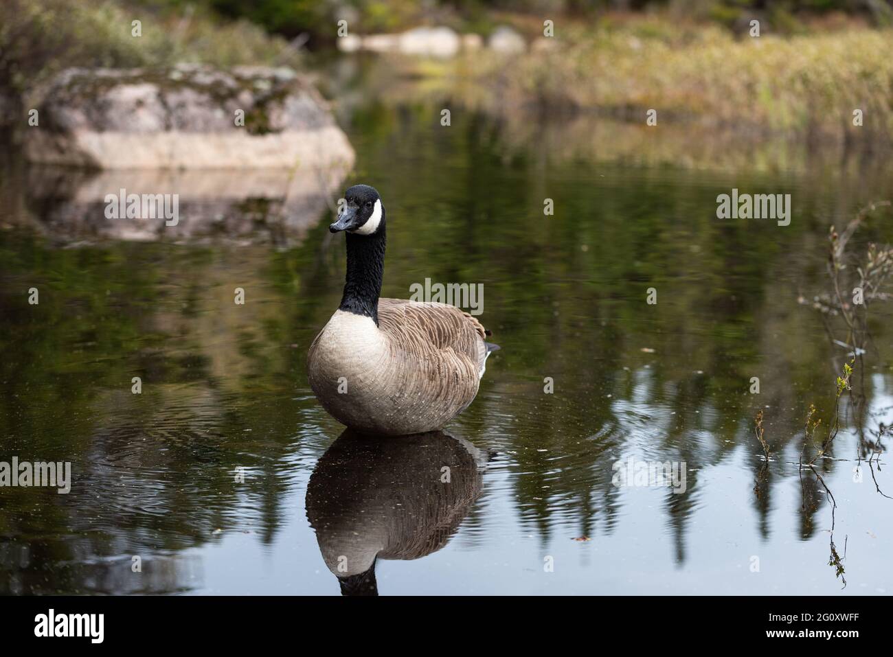 Bernache du Canada (Branta canadensis) sur un étang dans le parc naturel du mont Belair, à Québec. Banque D'Images