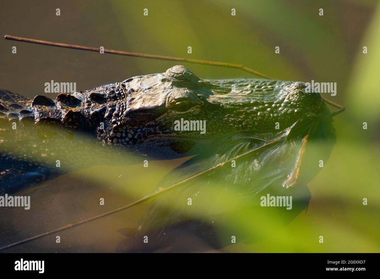 Un alligator juvénile transporte les restes d'un oiseau de rivage peu chanceux pour économiser en-cas pour plus tard dans le marais du parc national de Meaher en Alabama, Banque D'Images Un alligator juvénile transporte les restes d'un oiseau de rivage peu chanceux pour économiser en-cas pour plus tard dans le marais du parc national de Meaher en Alabama, Banque D'Images