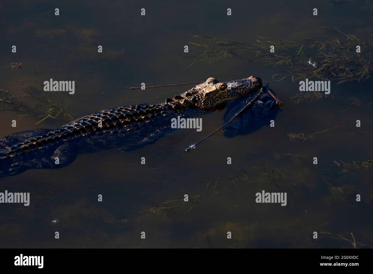 Un alligator juvénile transporte les restes d'un oiseau de rivage peu chanceux pour économiser en-cas pour plus tard dans le marais du parc national de Meaher en Alabama, Banque D'Images Un alligator juvénile transporte les restes d'un oiseau de rivage peu chanceux pour économiser en-cas pour plus tard dans le marais du parc national de Meaher en Alabama, Banque D'Images
