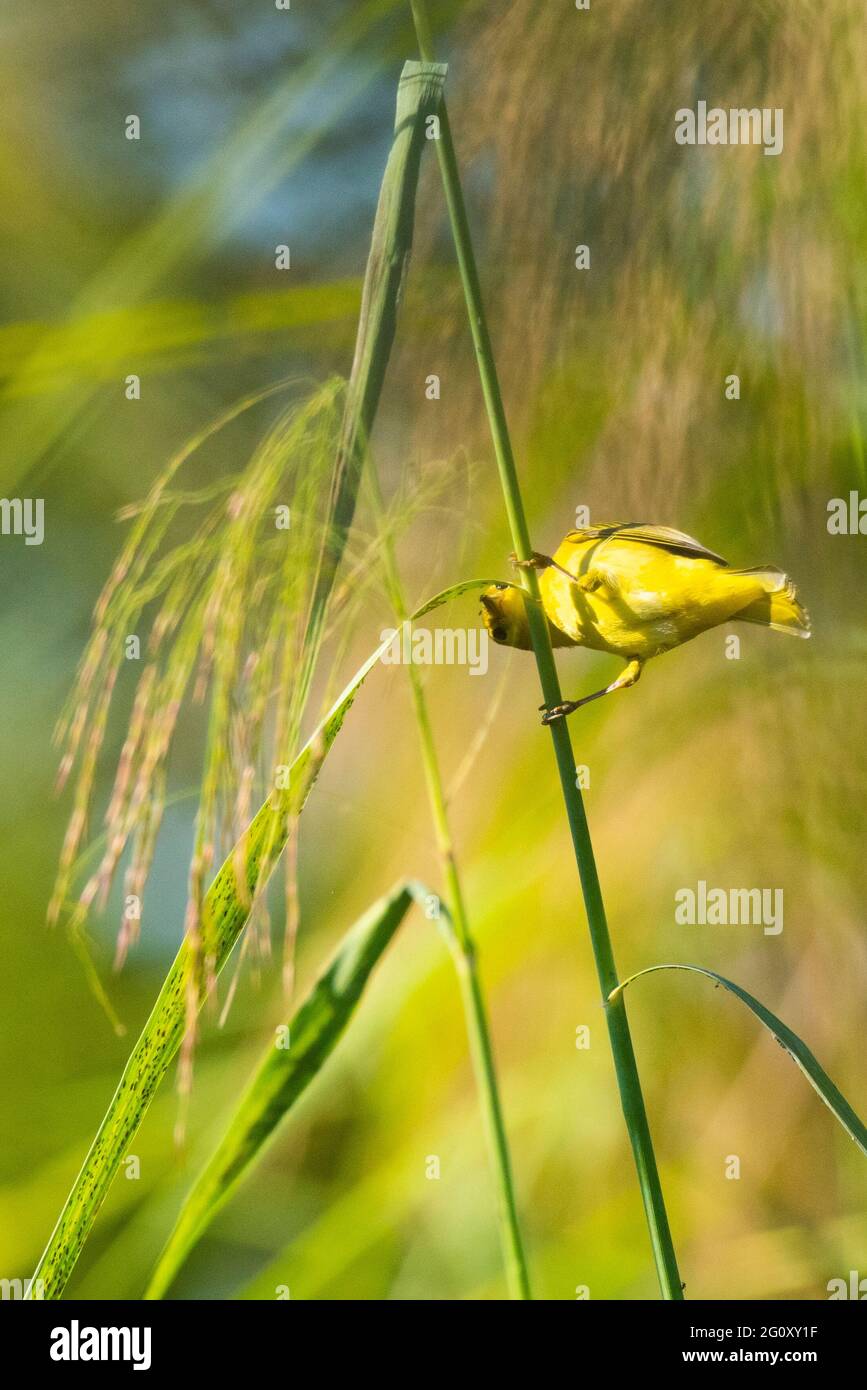 Une paruline de pin se trouve sur une tige d'herbe au parc national de Meaher en Alabama. Banque D'Images