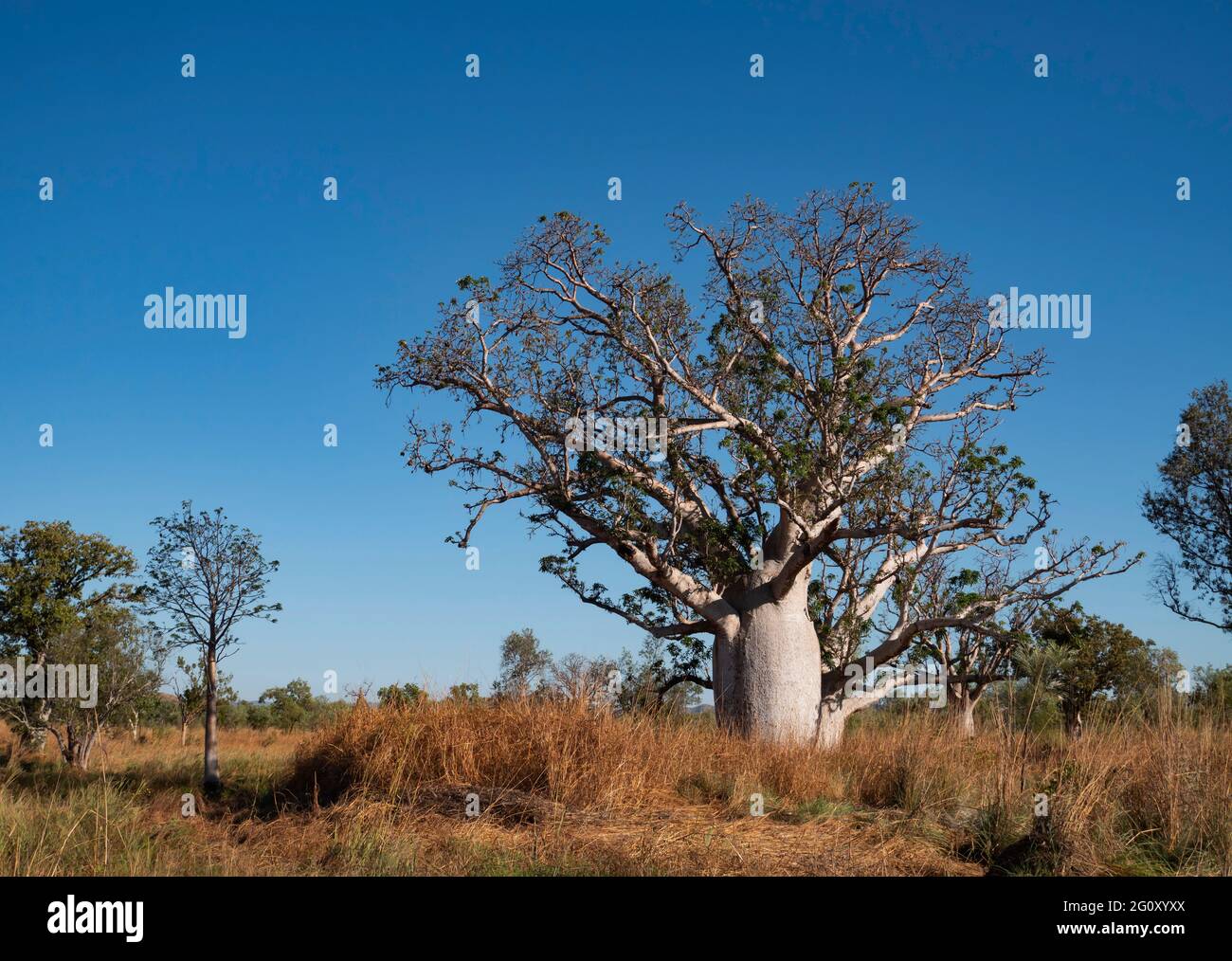 Boab Tree, Adansonia gregorii, dans la région de Kimberly en Australie occidentale. Banque D'Images