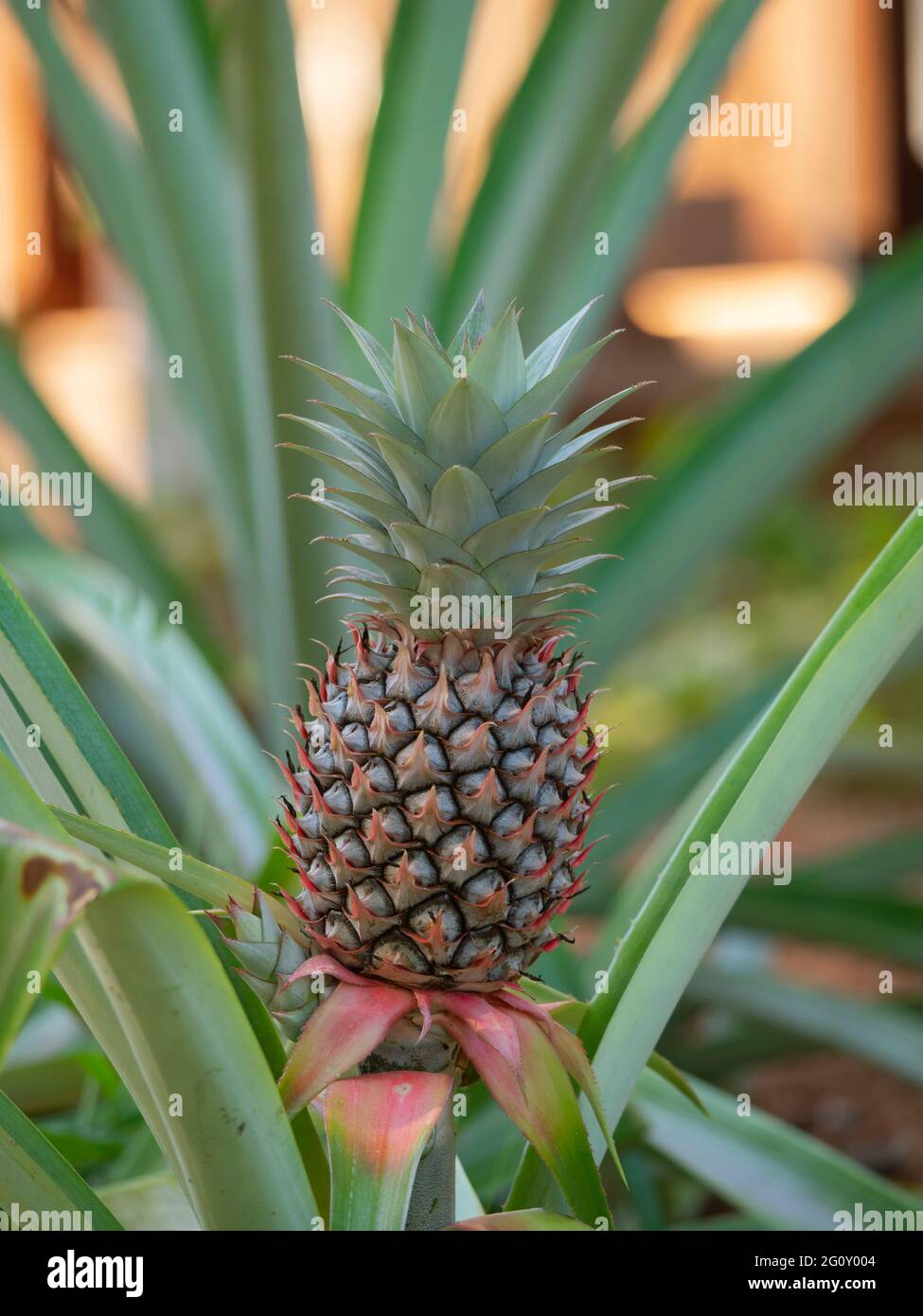 Un ananas, Ananas comosus, plante avec des fruits. Banque D'Images