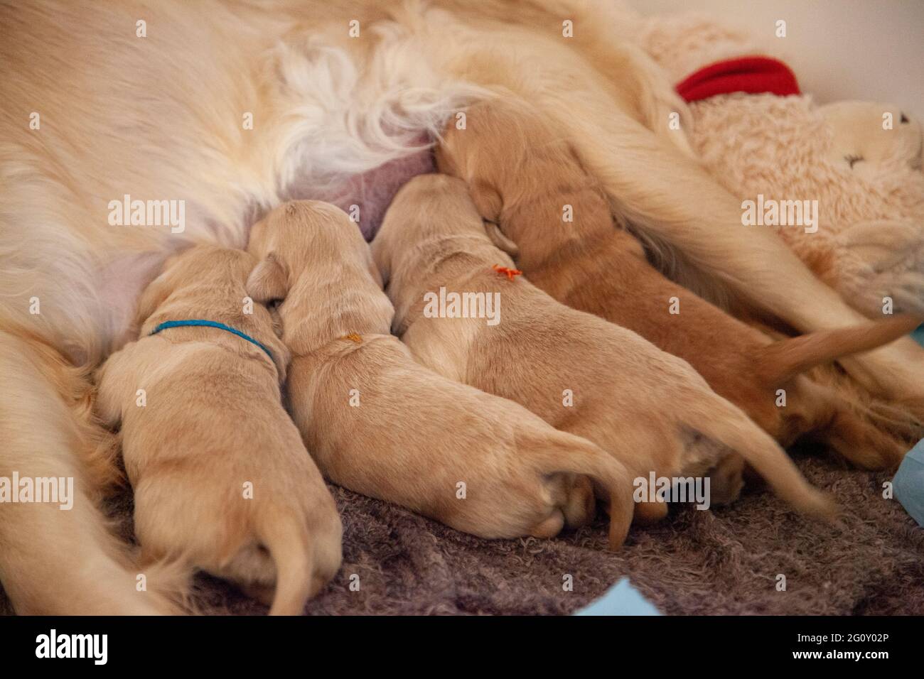 les chiens dorés très petits montrent leur queue et leur bum comme s'ils s'allaiter Banque D'Images