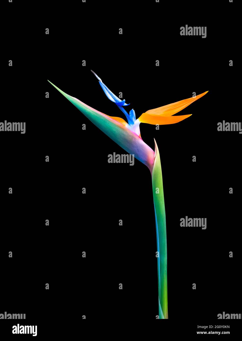 oiseau à longue tige de couleur vive de fleur paradisiaque closeup isolé sur un fond noir Banque D'Images