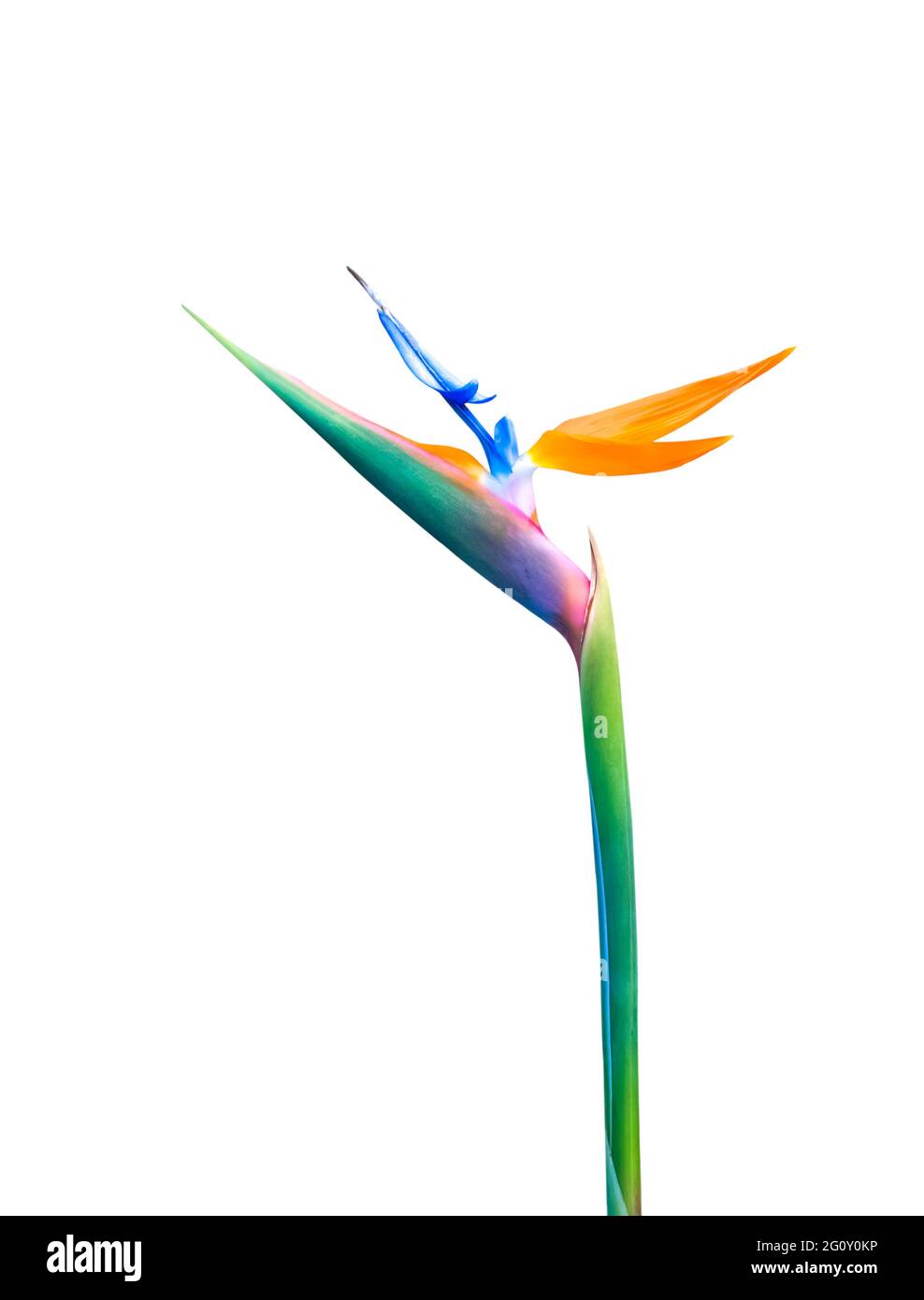 oiseau de paradis à longue tige de couleur vive, découpe de fleur isolée sur un fond blanc Banque D'Images