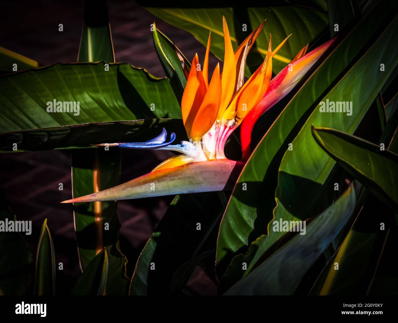 Fleur d'oiseau de paradis colorée avec un fond de feuille vert foncé et des ombres Banque D'Images