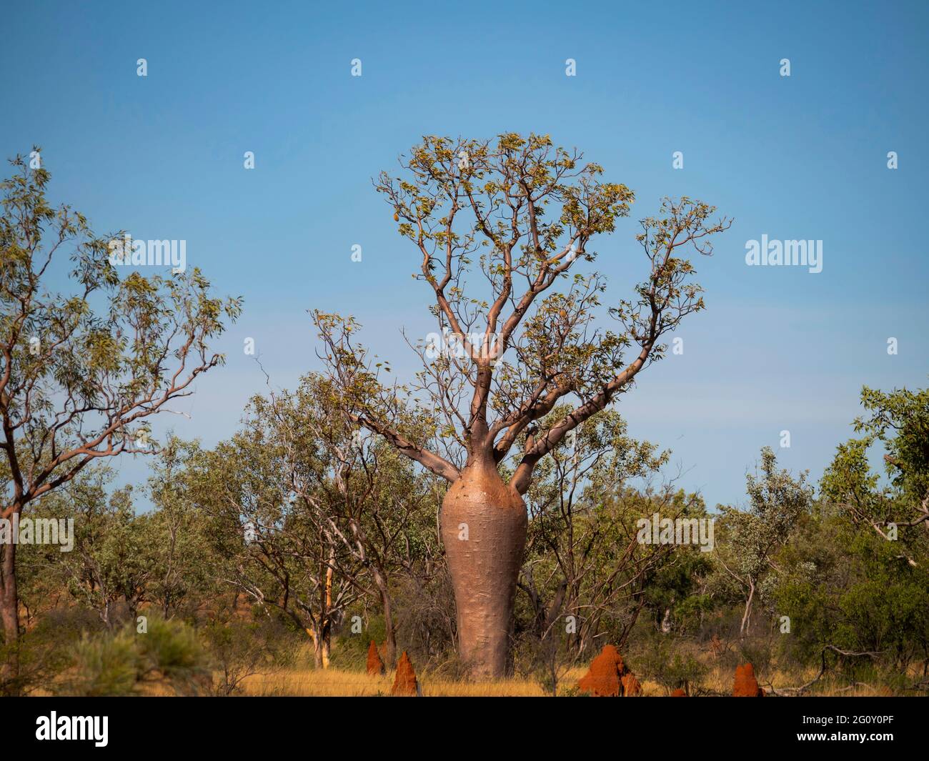 Boab Tree, Adansonia gregorii, dans la région de Kimberly en Australie occidentale. Banque D'Images