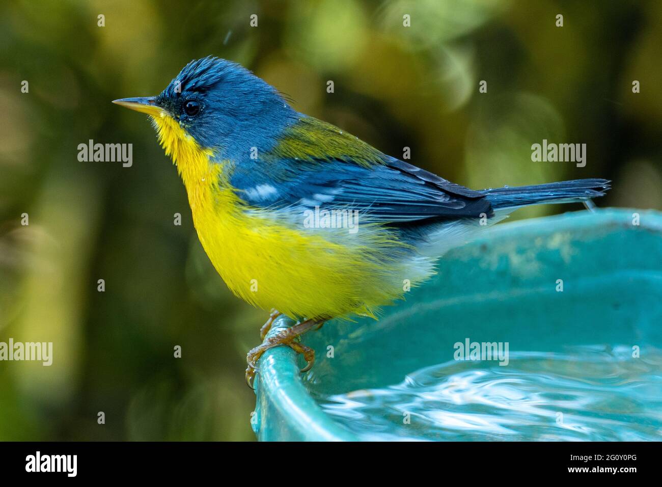 Le Parula tropical (Setophaga pitiayumi) est un petit verrulaire du Nouveau monde. C'est un petit oiseau de passereau. Banque D'Images