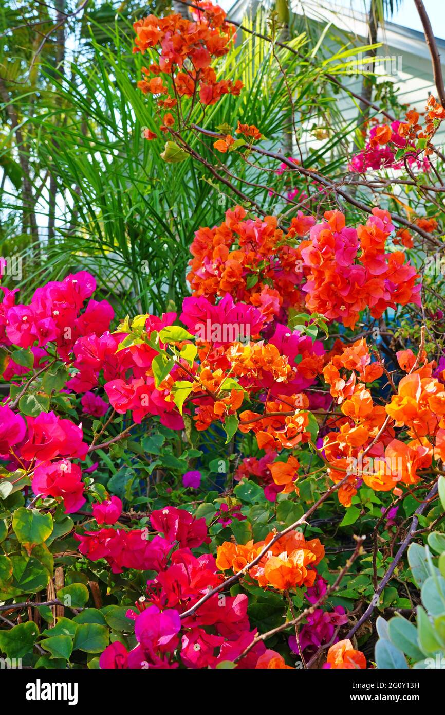 Fleurs roses orange d'une vigne tropicale de Bougainvillea Banque D'Images