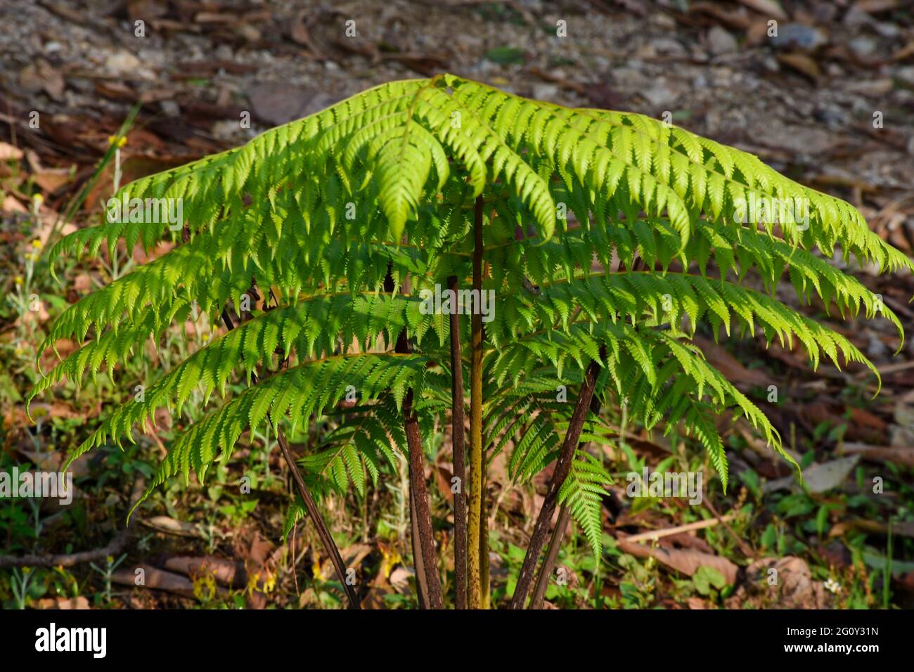 Les fougères vertes de l'Himalaya, sont souvent appelées frondes. Les frondes sont habituellement composées d'une lame feuillue et d'une tige foliaire. Banque D'Images