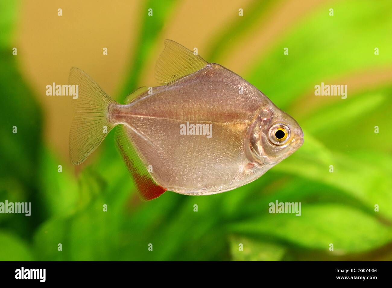 Argent dollar genre metynnis école aquarium poisson Banque D'Images